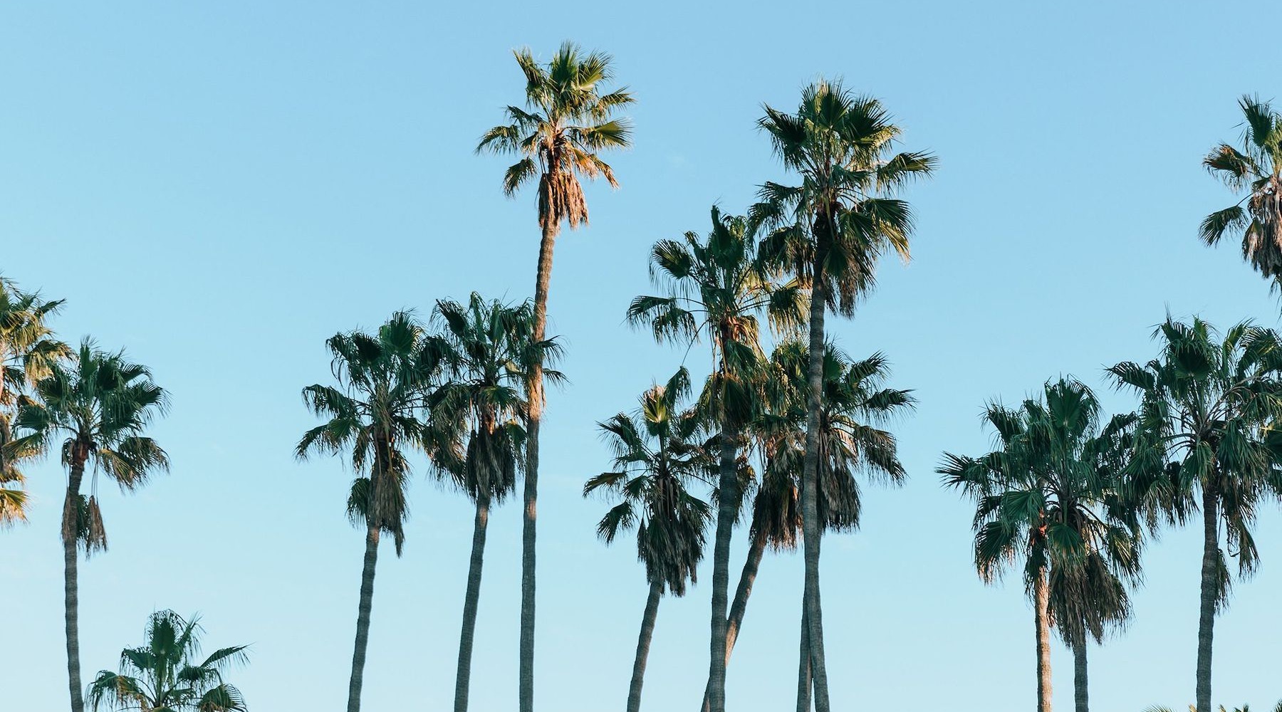 Palm Trees palm trees